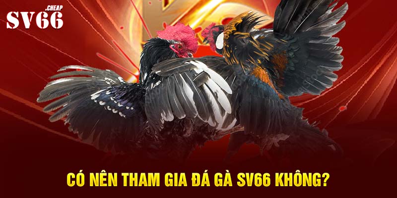 Có nên tham gia đá gà Sv66 không?