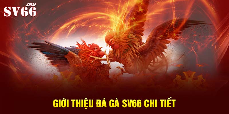 Giới thiệu đá gà Sv66 chi tiết