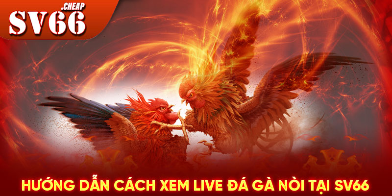 Hướng dẫn cách xem Live đá gà nòi tại SV66