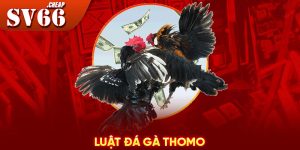 Luật đá gà Thomo