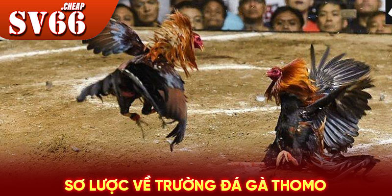 Sơ lược về trường đá gà Thomo