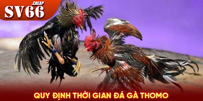 Quy định thời gian đá gà Thomo