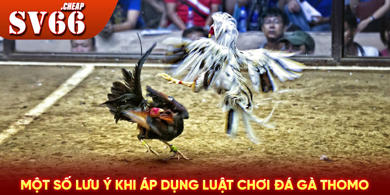 Một số lưu ý khi áp dụng luật chơi đá gà Thomo