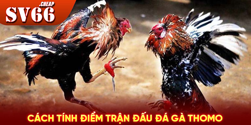 Cách tính điểm trận đấu đá gà Thomo