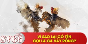 Vì sao lại có tên gọi là gà vảy rồng?