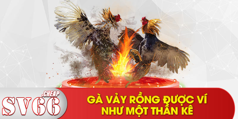 Gà vảy rồng được ví như một thần kê