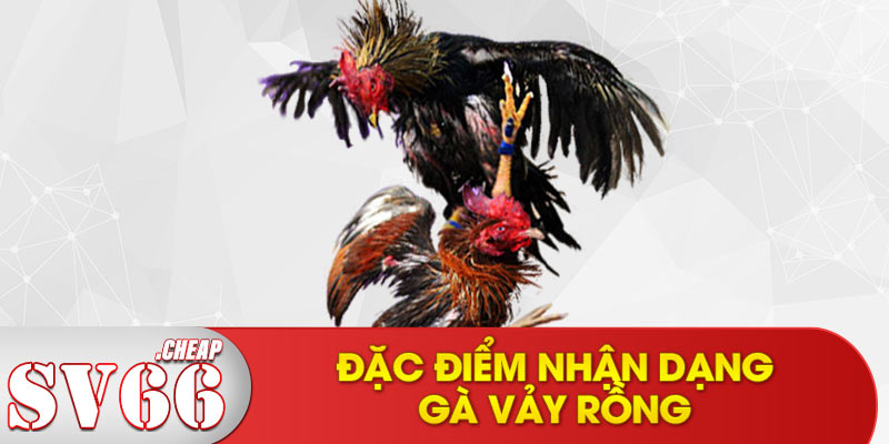 Đặc điểm nhận dạng gà vảy rồng