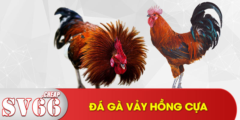 Đá gà vảy hồng cựa